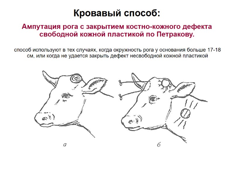 Кровавый способ: Ампутация рога с закрытием костно-кожного дефекта свободной кожной пластикой по Петракову. способ Кровавый способ: Ампутация рога с закрытием костно-кожного дефекта свободной кожной пластикой по Петракову. способ